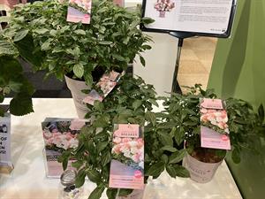 'Groundbreaker Blush' 